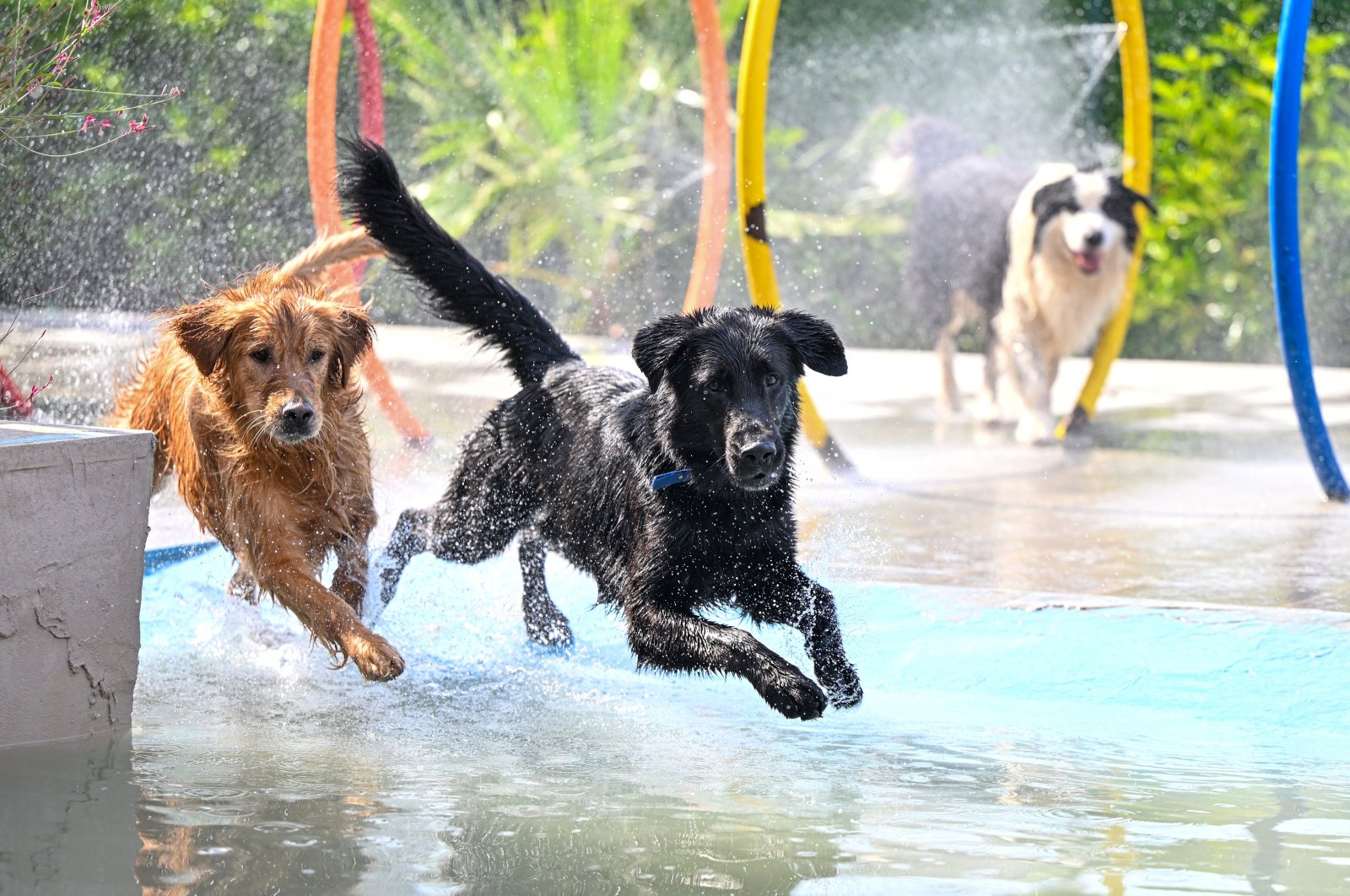 Pets happily play at the hotel, enjoying their time during the holiday rush, Gaziantep, Türkiye, June 7, 2024. (AA Photo) 