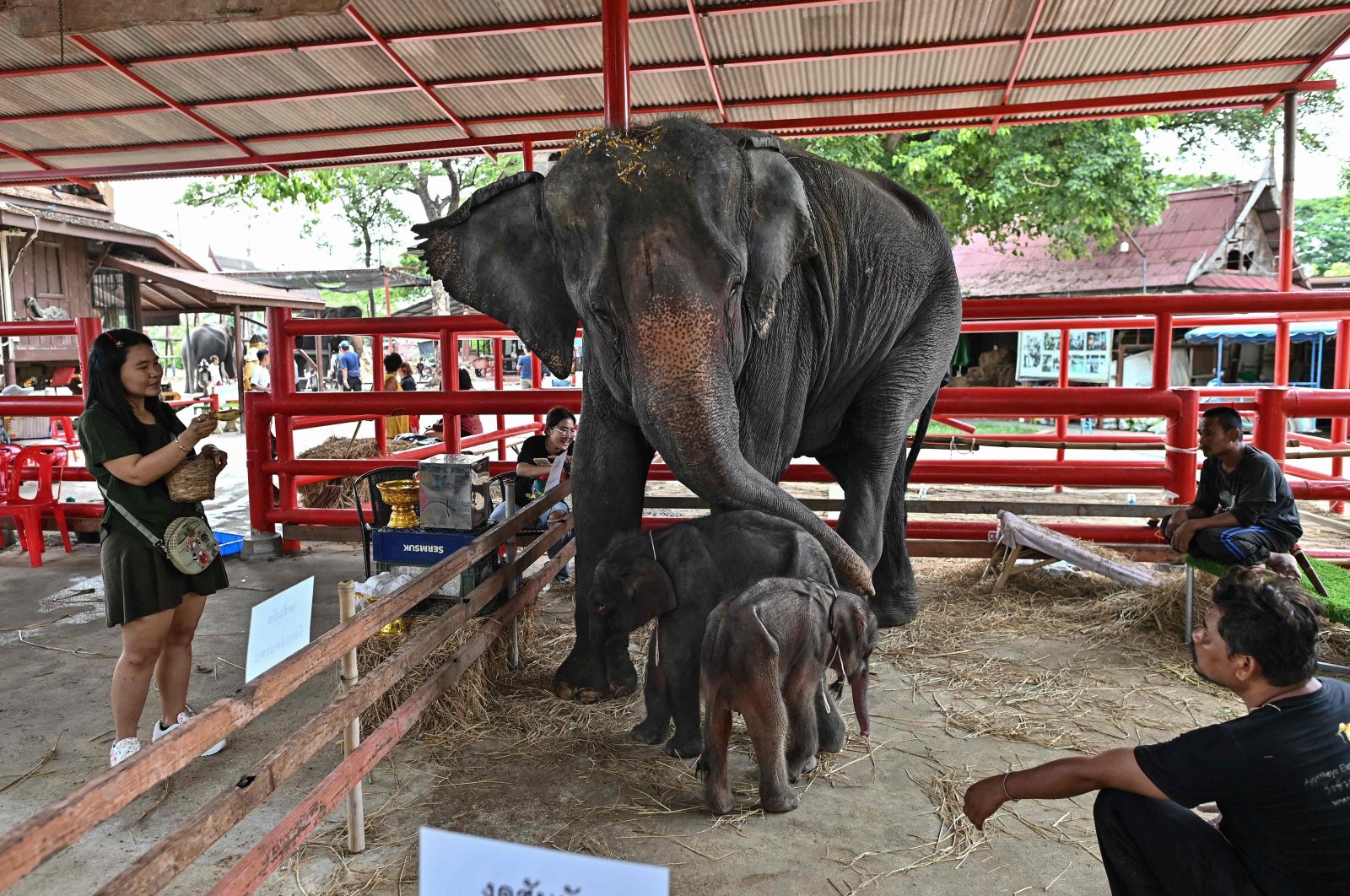 Newborn elephant twins, a female (R) and a male (C), stand in front of their mother Jamjuree at the Ayutthaya Elephant Palace and Royal Kraal, Ayutthaya, Thailand, June 10, 2024. (AFP Photo)