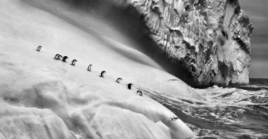 Chinstrap penguins (Pygoscelis antarctica) on an iceberg located between Zavodovski and Visokoi islands, South Sandwich Islands, 2009. (Photo courtesy of Sebastiao Salgado)