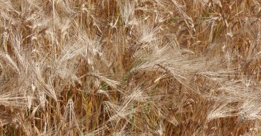 Harvesters have commenced the barley and wheat harvest across approximately 245,000 hectares, Bafra, Samsun, Türkiye, June 12, 2024. (AA Photo)