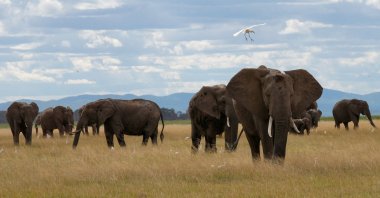 A bird flies over elephants as it walks at the Amboseli National Park, Kajiado County, Kenya, April 4, 2024. (Reuters Photo)