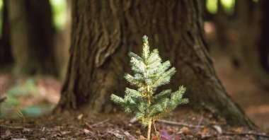 Türkiye's General Directorate of Forestry (OGM) is planting 100,000 saplings in Azerbaijan. (Getty Images Photo)