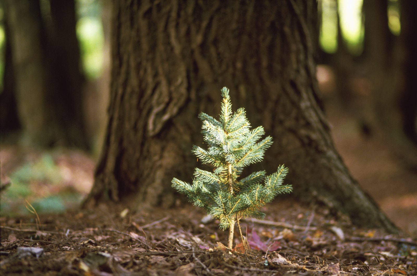 Türkiye&#039;s General Directorate of Forestry (OGM) is planting 100,000 saplings in Azerbaijan. (Getty Images Photo)