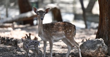 A gazelle explores the wildlife park, Antalya, Türkiye, June 19, 2024. (AA Photos)