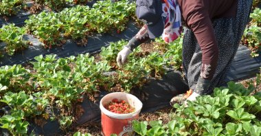 A farmer harvests strawberries from once barren land, Kahramanmaraş, Türkiye, June 19, 2024. (AA Photo)