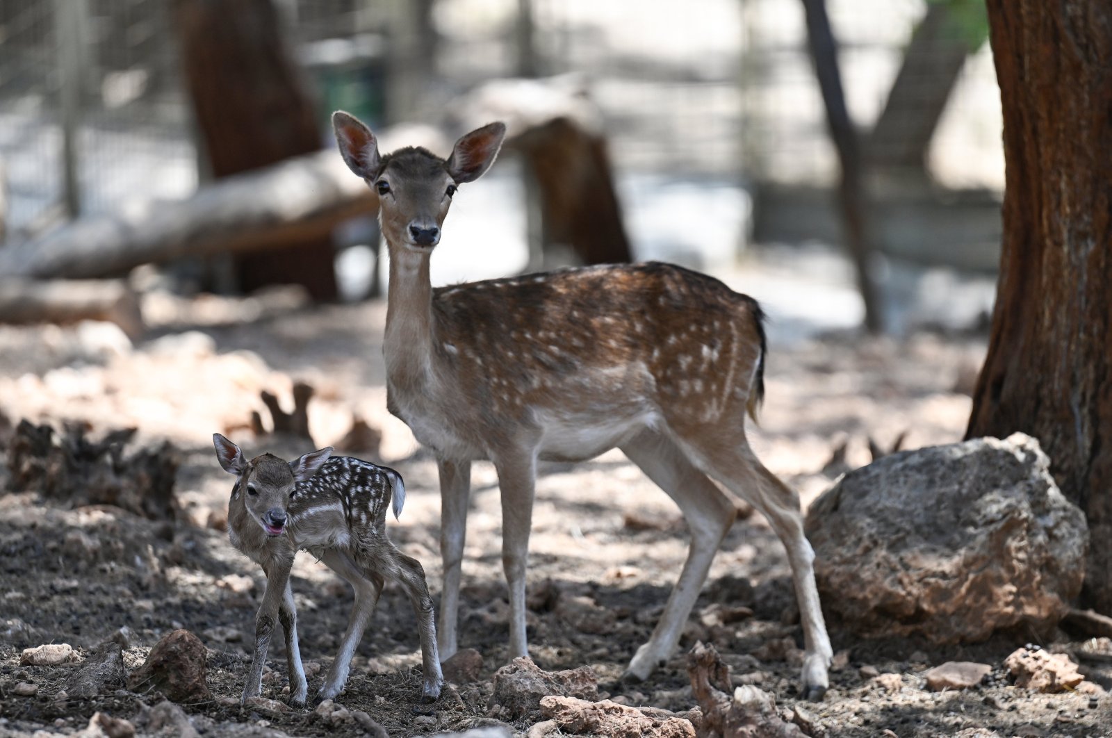 A gazelle explores the wildlife park, Antalya, Türkiye, June 19, 2024. (AA Photos)