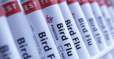 Test tubes labeled "Bird Flu" are depicted in this illustration taken on June 10, 2024. (Reuters Photo)