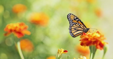 A monarch butterfly lands on a marigold, Aug. 22, 2015. (Getty Images)