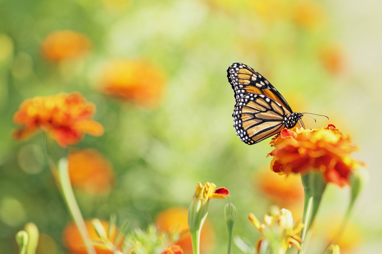 A monarch butterfly lands on a marigold, Aug. 22, 2015. (Getty Images)