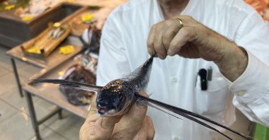 A flying fish caught in the Marmara Sea, Istanbul, Türkiye. June 24, 2024. (IHA Photos)
