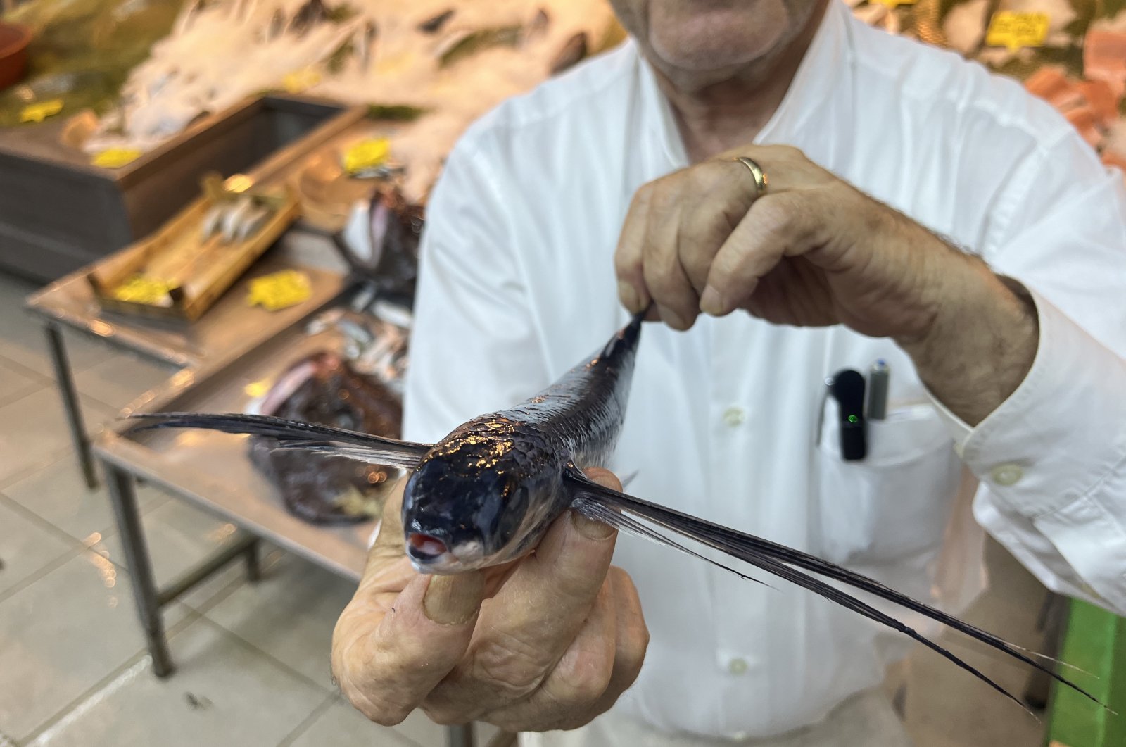 A flying fish caught in the Marmara Sea, Istanbul, Türkiye. June 24, 2024. (IHA Photos)