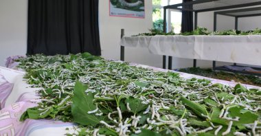 Silkworms at Sapadere Silk House, Antalya, Türkiye, June 25, 2024. (IHA Photos)