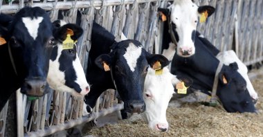 Cows eat at a dairy farm in Lizines, France, Feb. 12, 2020. (Reuters Photo)