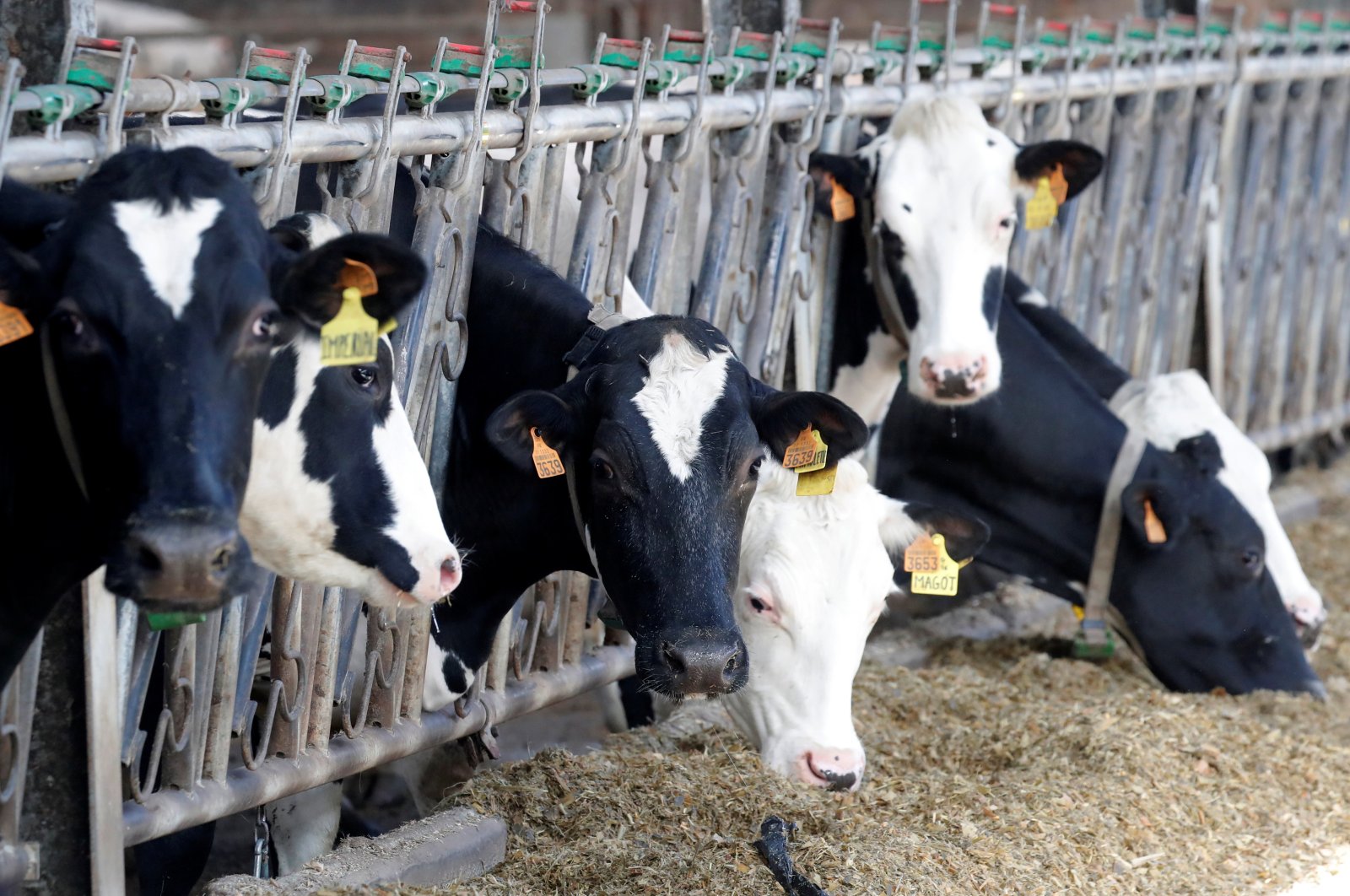 Cows eat at a dairy farm in Lizines, France, Feb. 12, 2020. (Reuters Photo)