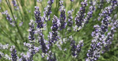 Lavender planted in the garden of the village of Gayza, Karabük, Türkiye, June 25, 2024. (AA Photo)