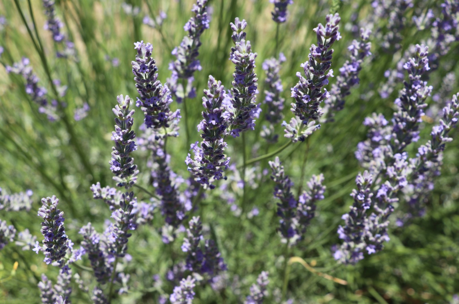 Lavender planted in the garden of the village of Gayza, Karabük, Türkiye, June 25, 2024. (AA Photo)