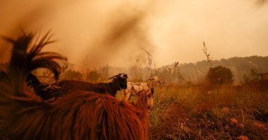 Farm animals are seen during forest fires that wreaked havoc in residential areas in Manavgat, southern Antalya, Türkiye, July 29, 2021. (AA Photo)