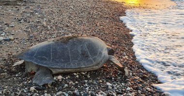Green sea turtles have started laying eggs on some beaches of Mersin, Türkiye, June 28, 2024. (AA Photo) 