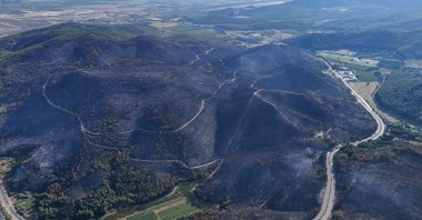 The forested area damaged by the fire in the Selçuk district of Izmir, Türkiye, June 30, 2024. (AA Photo) 