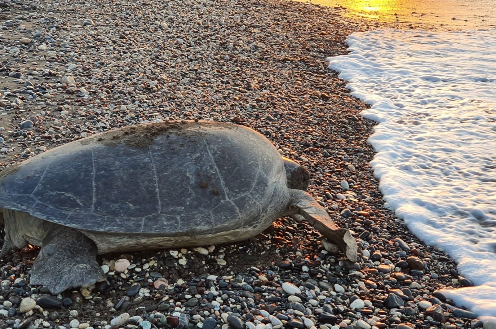 Green sea turtles have started laying eggs on some beaches of Mersin, Türkiye, June 28, 2024. (AA Photo) 
