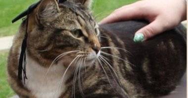 Max the cat wearing a graduation cap. (Washington Post on Instagram)