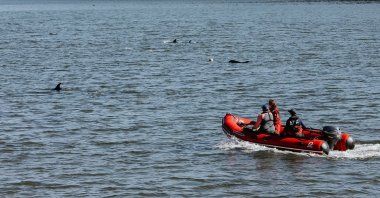 This handout photograph released by the International Fund for Animal Welfare (IFAW) shows responders trying to aid dolphins stranded in shallow mud flats along the coast of Cape Cod in Wellfleet, Massachusetts, U.S., June 28, 2024. (AFP Photo)