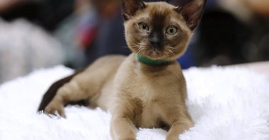 A Tonkinese cat is presented during the International Purebred Dog and Cat Show in Riga, Latvia, June 9, 2024. (EPA Photo)