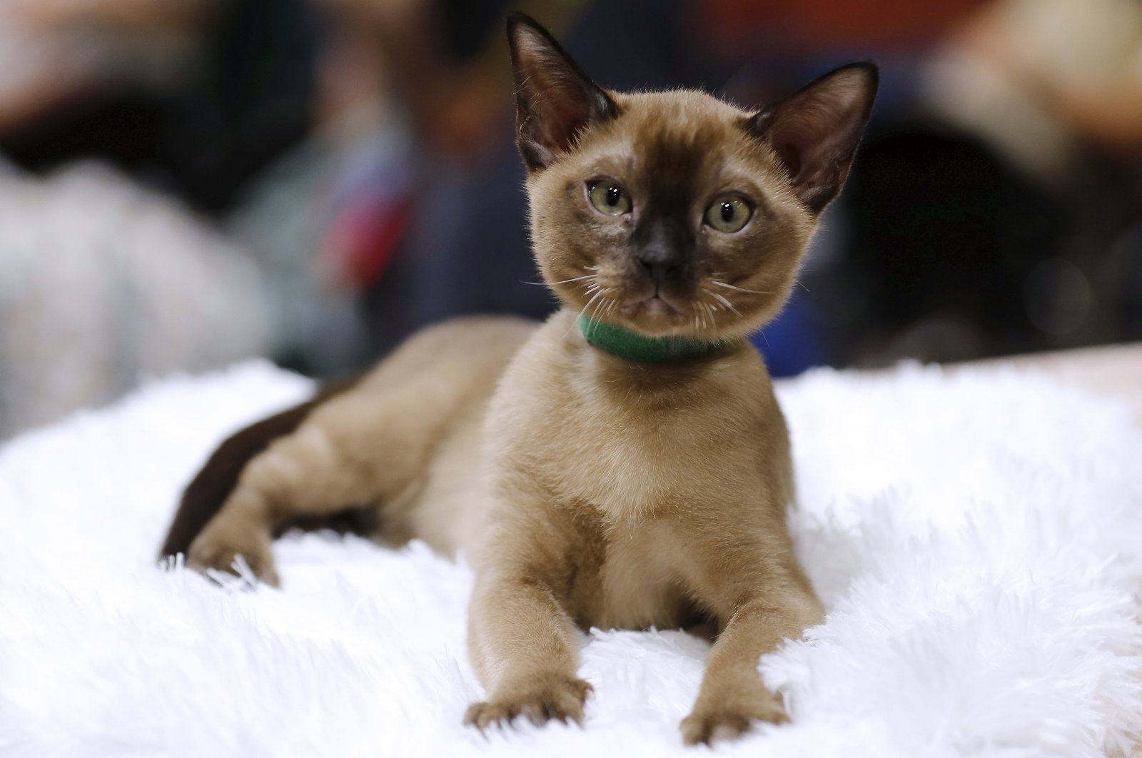 A Tonkinese cat is presented during the International Purebred Dog and Cat Show in Riga, Latvia, June 9, 2024. (EPA Photo)