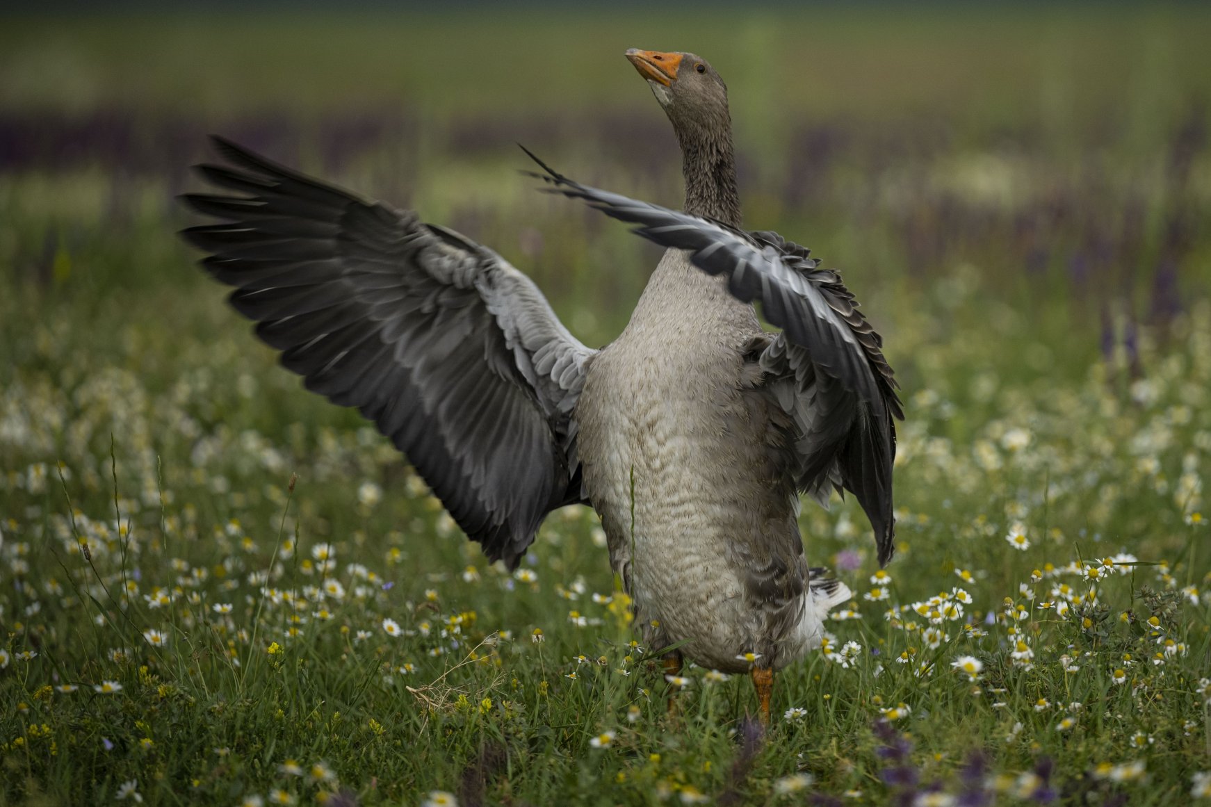 Famous geese feed in lush green pastures in Türkiye's Kars | Daily Sabah