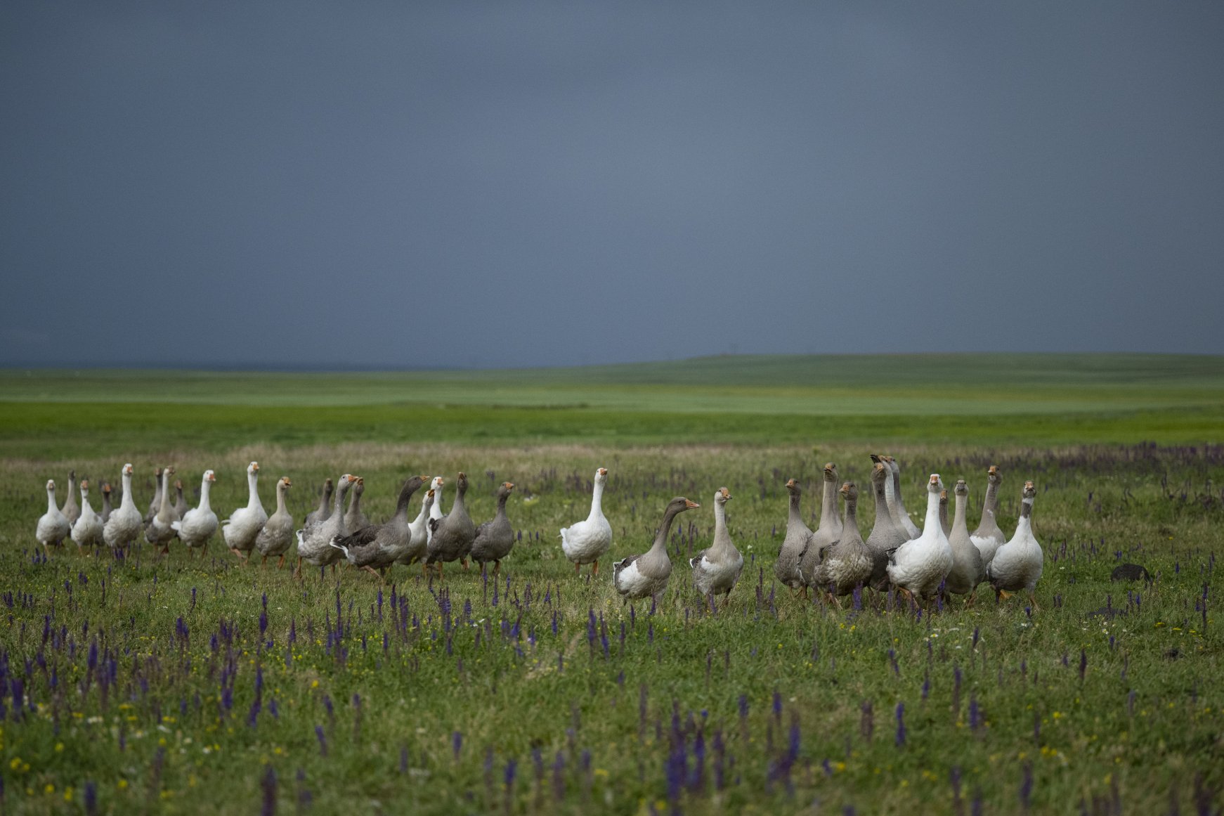 Famous geese feed in lush green pastures in Türkiye's Kars | Daily Sabah