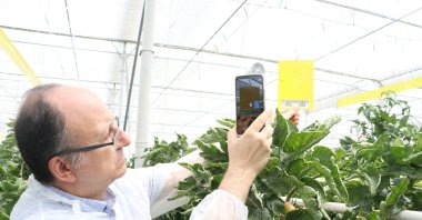 Bugmapper detects pests like tomato moths, thrips and whiteflies, Kayseri, Türkiye, July 6, 2024. (AA Photo)