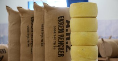 Muş aged kasseri cheese is gaining a market share with its geographical indication, Muş, Türkiye, July 4, 2024. (AA Photo)