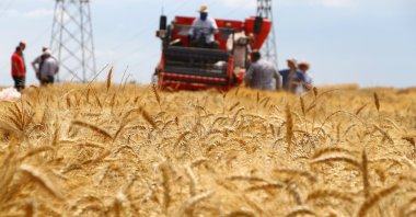 A farmer harvests wheat, Tekirdağ, Türkiye, July 4, 2024. (AA Photo)