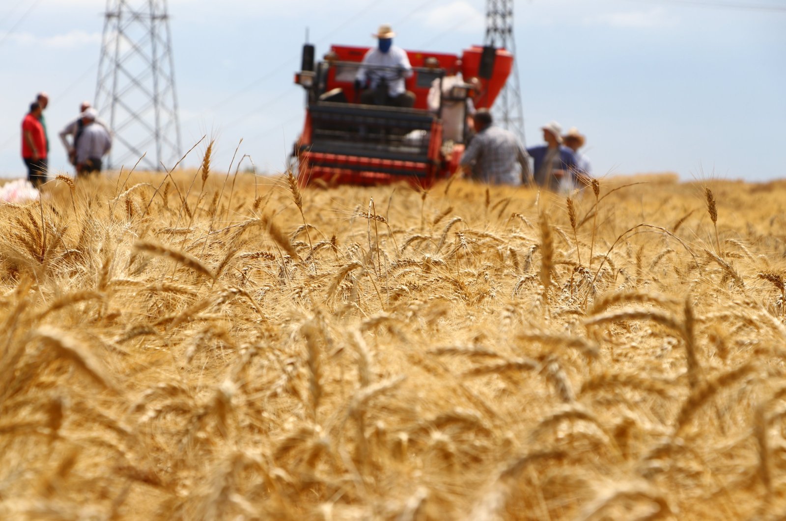 A farmer harvests wheat, Tekirdağ, Türkiye, July 4, 2024. (AA Photo)