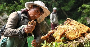 Honey hunters of the Gurung ethnic community harvest honeycomb at a cliff in the Lamjung district of Nepal, June 9, 2024. (AFP Photo)