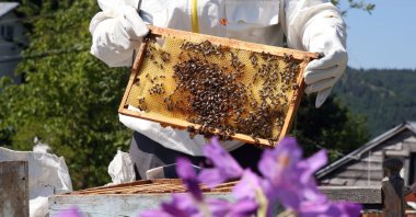 Bingöl honey is available in several varieties, including flower honey, Bingöl, Türkiye, June 1, 2024. (AA Photo)