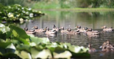Ducks gliding across the surface of Nilüfer Lake, Çanakkale, Türkiye, July 10, 2024. (AA Photo)
