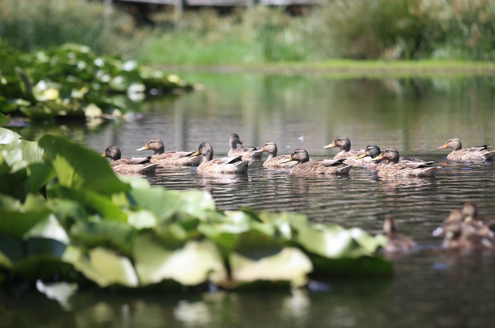 Ducks gliding across the surface of Nilüfer Lake, Çanakkale, Türkiye, July 10, 2024. (AA Photo)