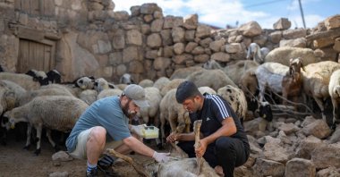 Volunteer veterinarian Hasan Kızıl (L) treats a sheep injured in the forest fires, Mardin, Türkiye, July 2, 2024. (AFP Photo)