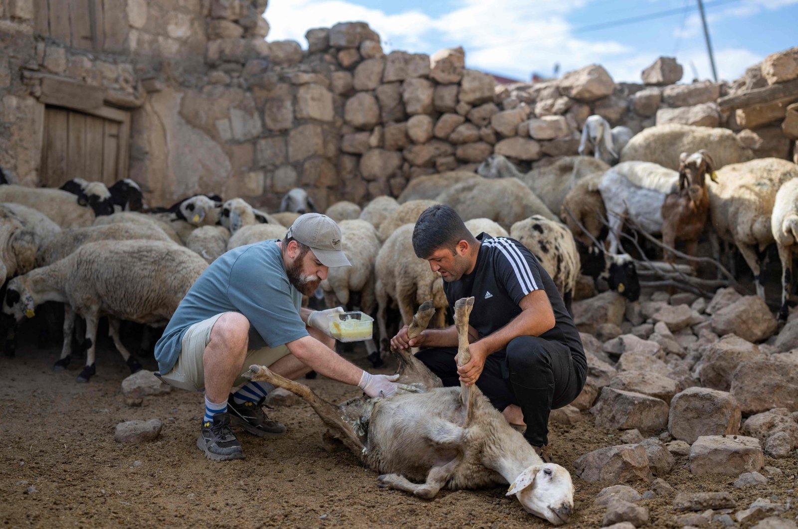 Volunteer veterinarian Hasan Kızıl (L) treats a sheep injured in the forest fires, Mardin, Türkiye, July 2, 2024. (AFP Photo)