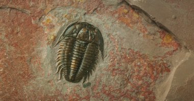 A sea creature that lived millions of years ago has been discovered in a "remarkable state of preservation" by scientists. (Getty Images)