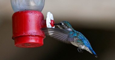 A Zunzuncito hummingbird (Mellisuga helenae) feeds at the Hummingbird&#039;s House, Palpite village, Matanzas province, Cuba, July 5, 2024. (AFP Photo)