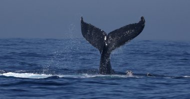 A humpback whale's tail slaps off the coast of Rio de Janeiro, during a whale watching event organized by Baleia Jubarte Project, Brazil, July 3, 2024. (Reuters Photo)