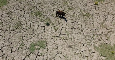 Buffalo farming faces challenges from shrinking pastures due to climate change, Düzce, Türkiye, July 15, 2024. (AA Photo) 