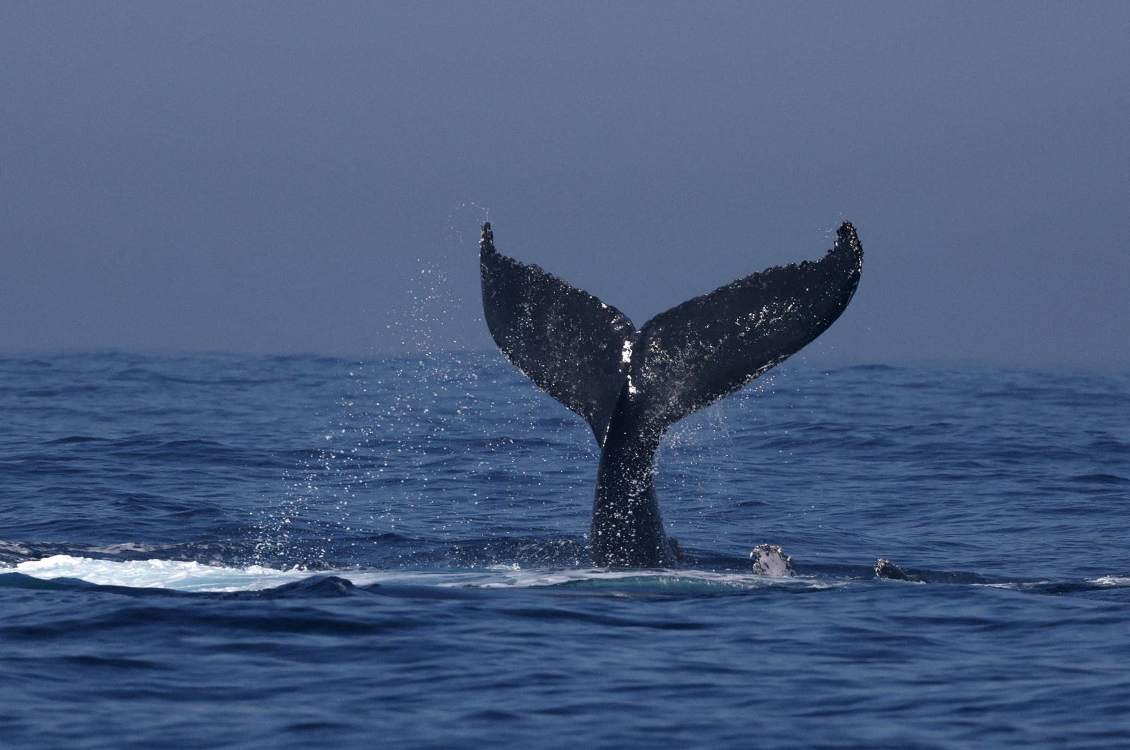 A humpback whale&#039;s tail slaps off the coast of Rio de Janeiro, during a whale watching event organized by Baleia Jubarte Project, Brazil, July 3, 2024. (Reuters Photo)