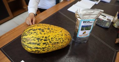 The famous Akıncılar melon and a packet of melon-flavored coffee (R) is seen on a counter, Sivas, Türkiye, July 15, 2024. (IHA Photo)