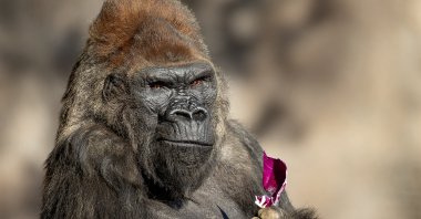 This undated photo provided by the San Diego Zoo Wildlife Alliance shows Winston, a western lowland gorilla at the San Diego Zoo Safari Park. (AP Photo)