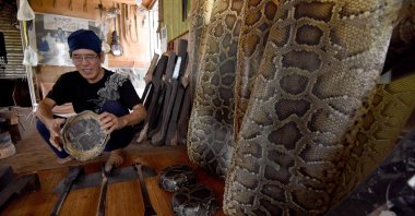 Seibun Nakamine explains the process of making a sanshin – a banjo-like instrument – as dried python skin (R), used to make the instrument, at his workshop in Urasone, Okinawa Prefecture, Japan, June 20, 2016. (AFP Photo)