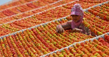 A young girl organizes peppers hung up to dry, Gaziantep, Türkiye, July 10, 2024. (AA Photo)