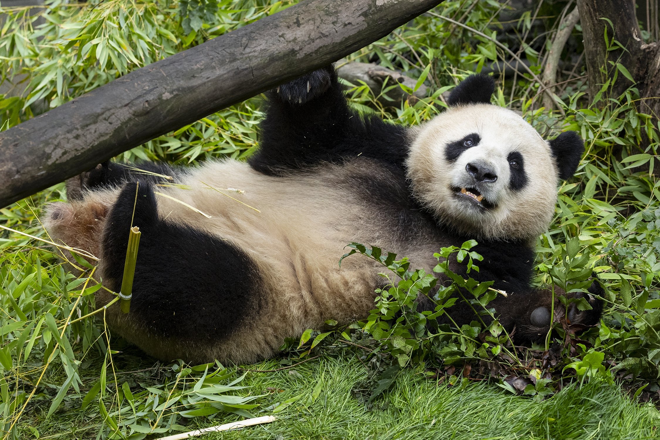 Panda diplomacy from China: Bridging nations through conservation